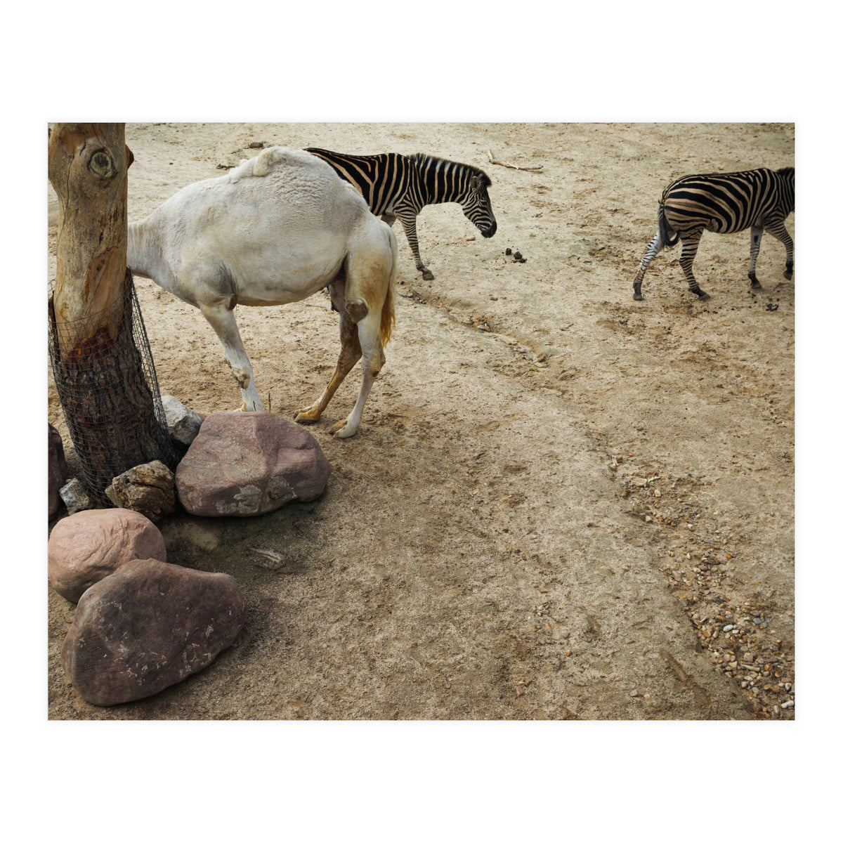 Hiding Game (Print Only)