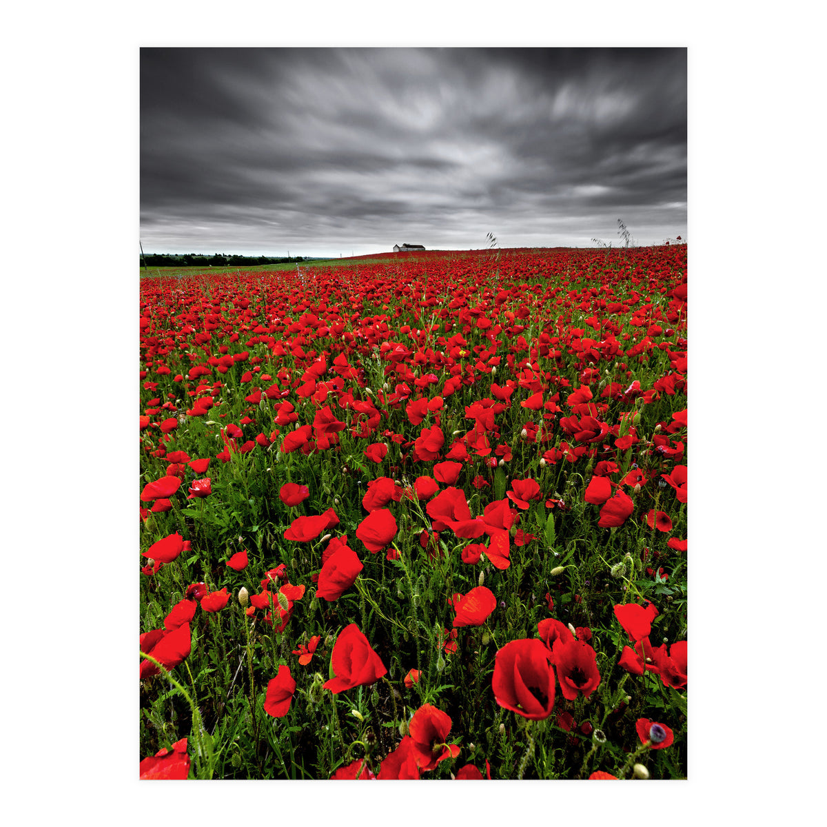 Wild Poppies (Print Only)