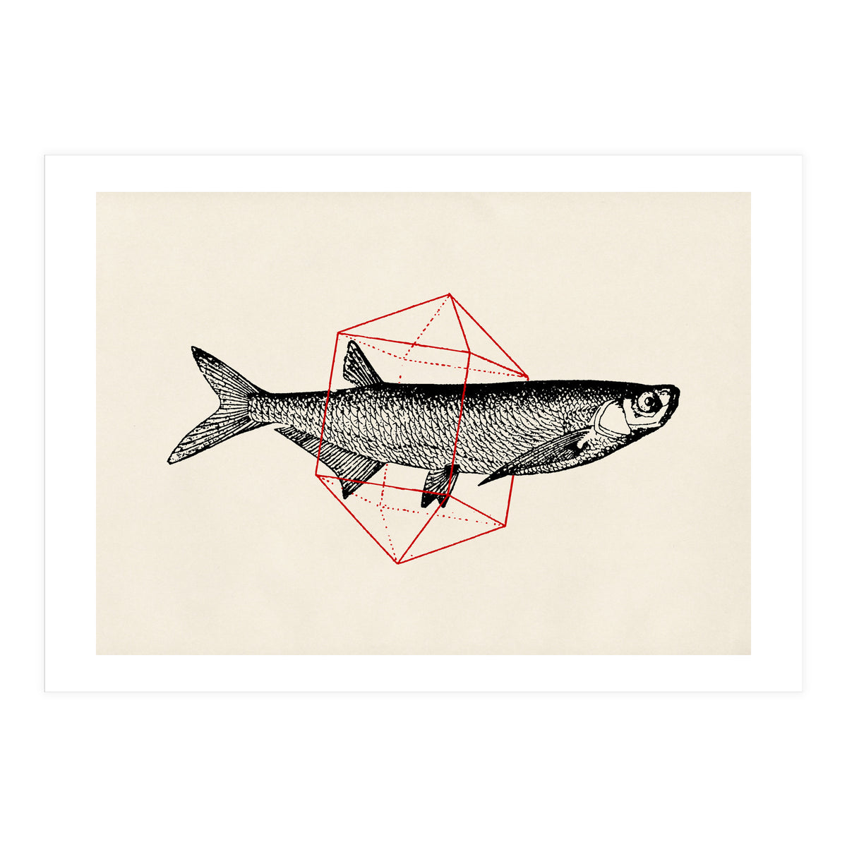 Fish In Geometrics II (Print Only)