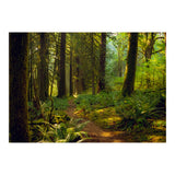 Old Growth Forest (Print Only) thumbnail