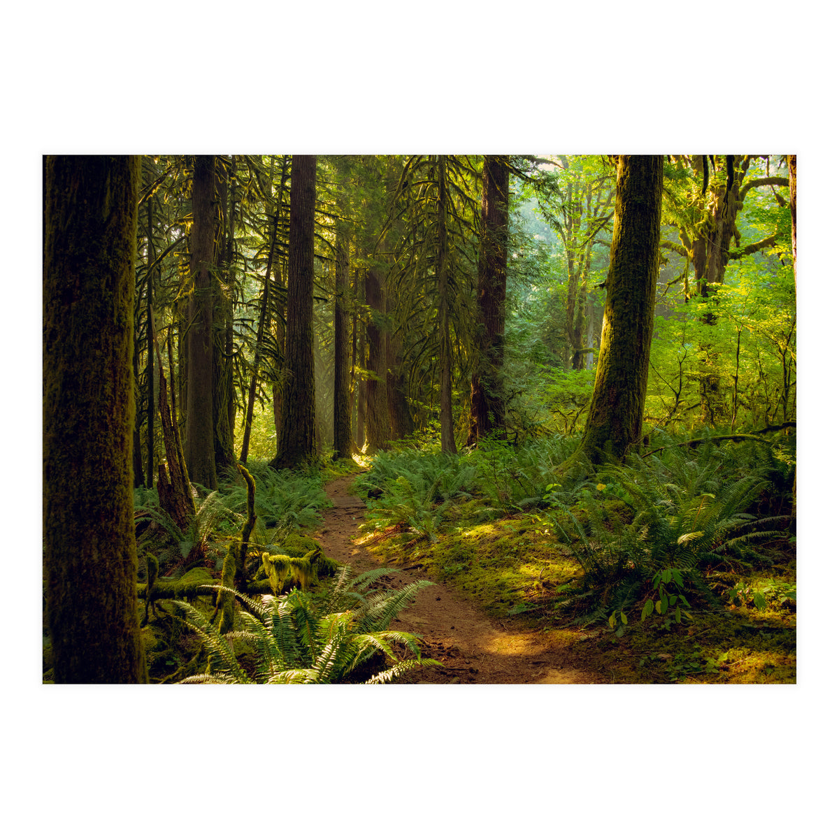 Old Growth Forest (Print Only)