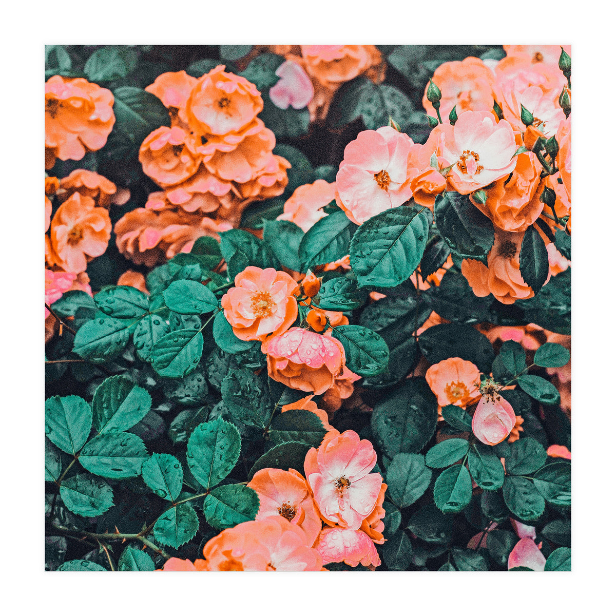 Vintage Blossom Ii (Print Only)