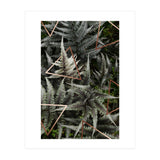 Fern Art (Print Only) thumbnail