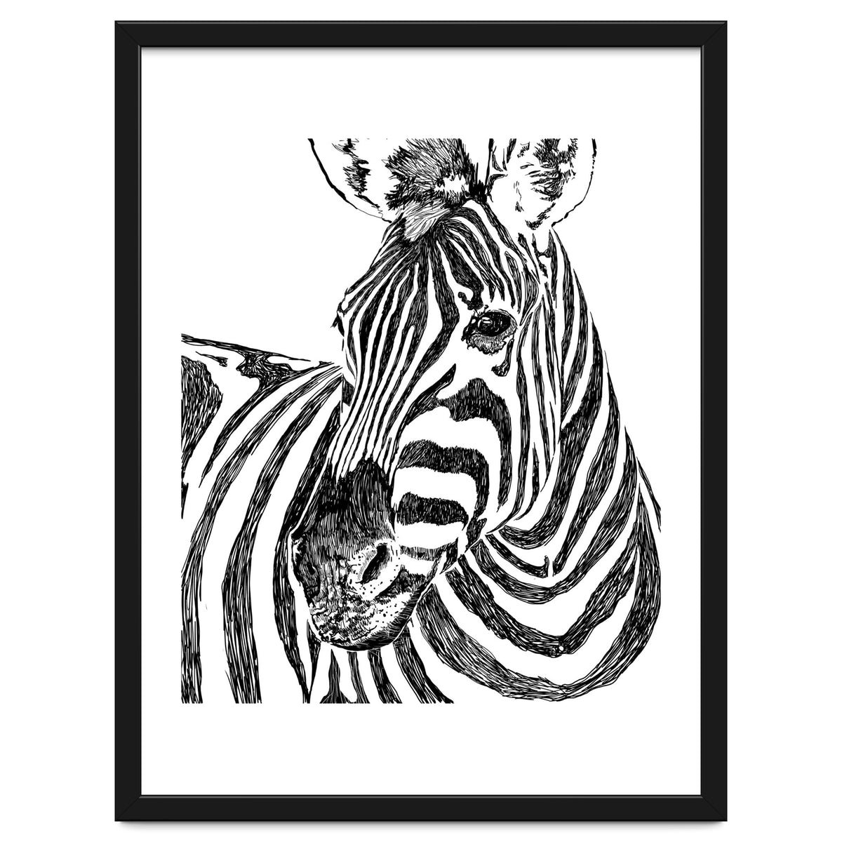 Zebra