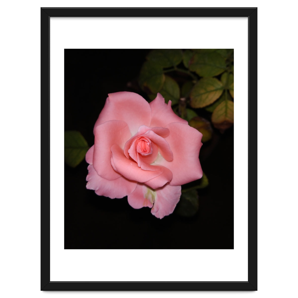 Pink Rose Floral