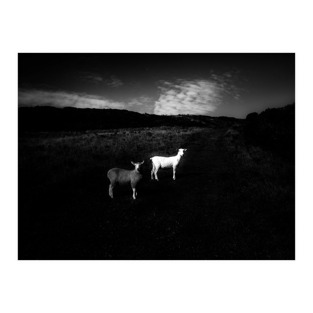 black and white (Print Only)