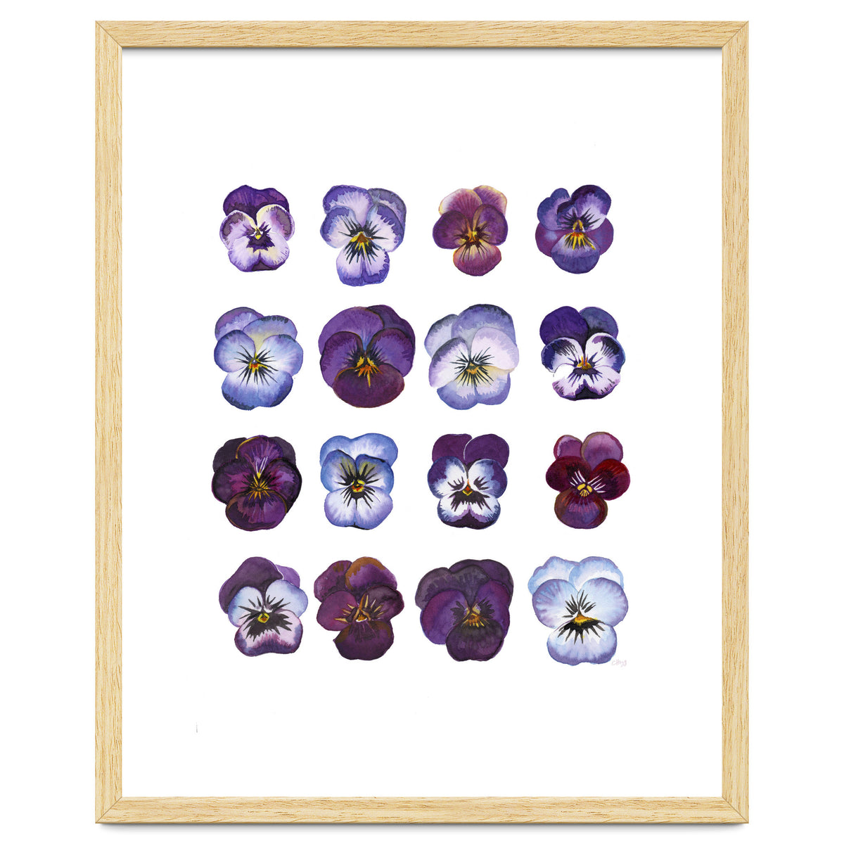 A Watercolour Study Of Violas