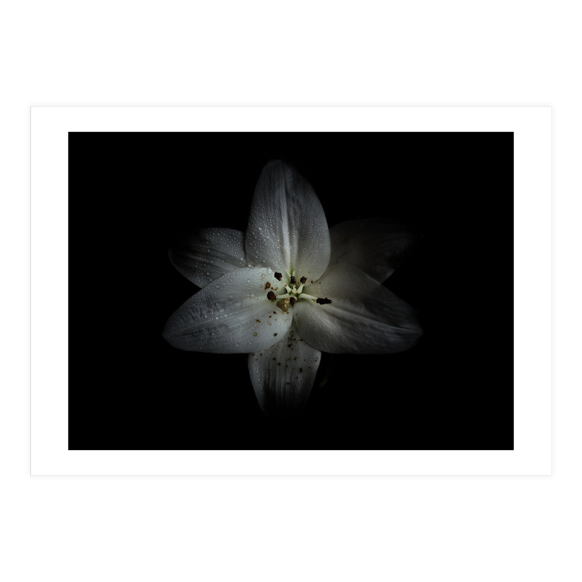 Backyard Flowers No 28 Color Version (Print Only)