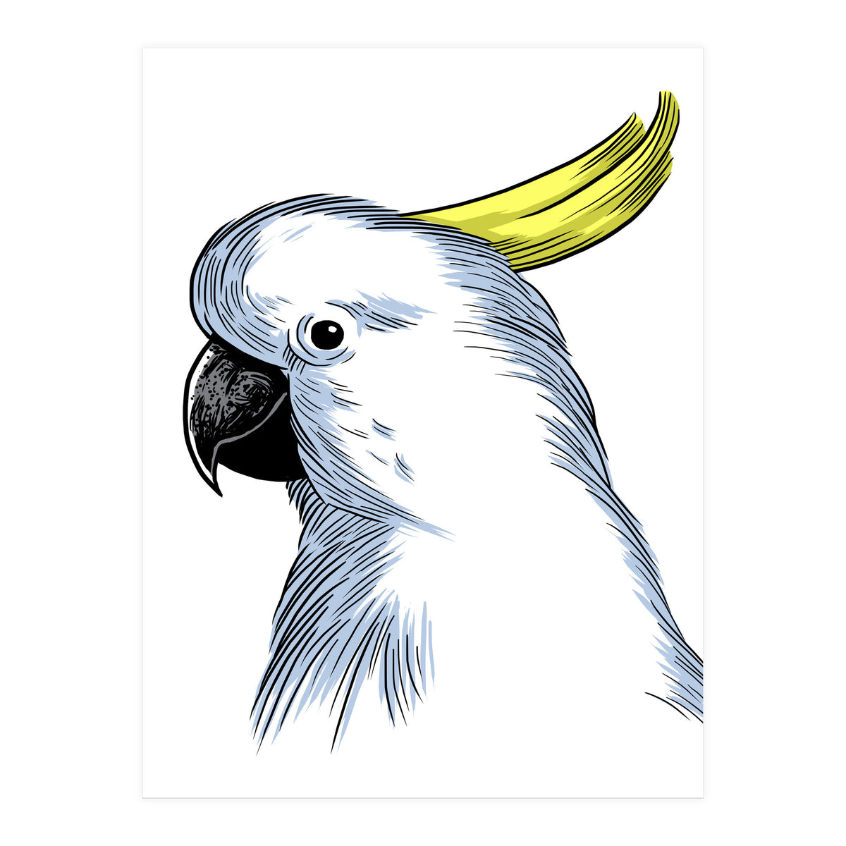 Skecth Macaw (Print Only)