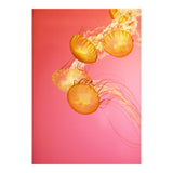 Jelly #3  (Print Only) thumbnail