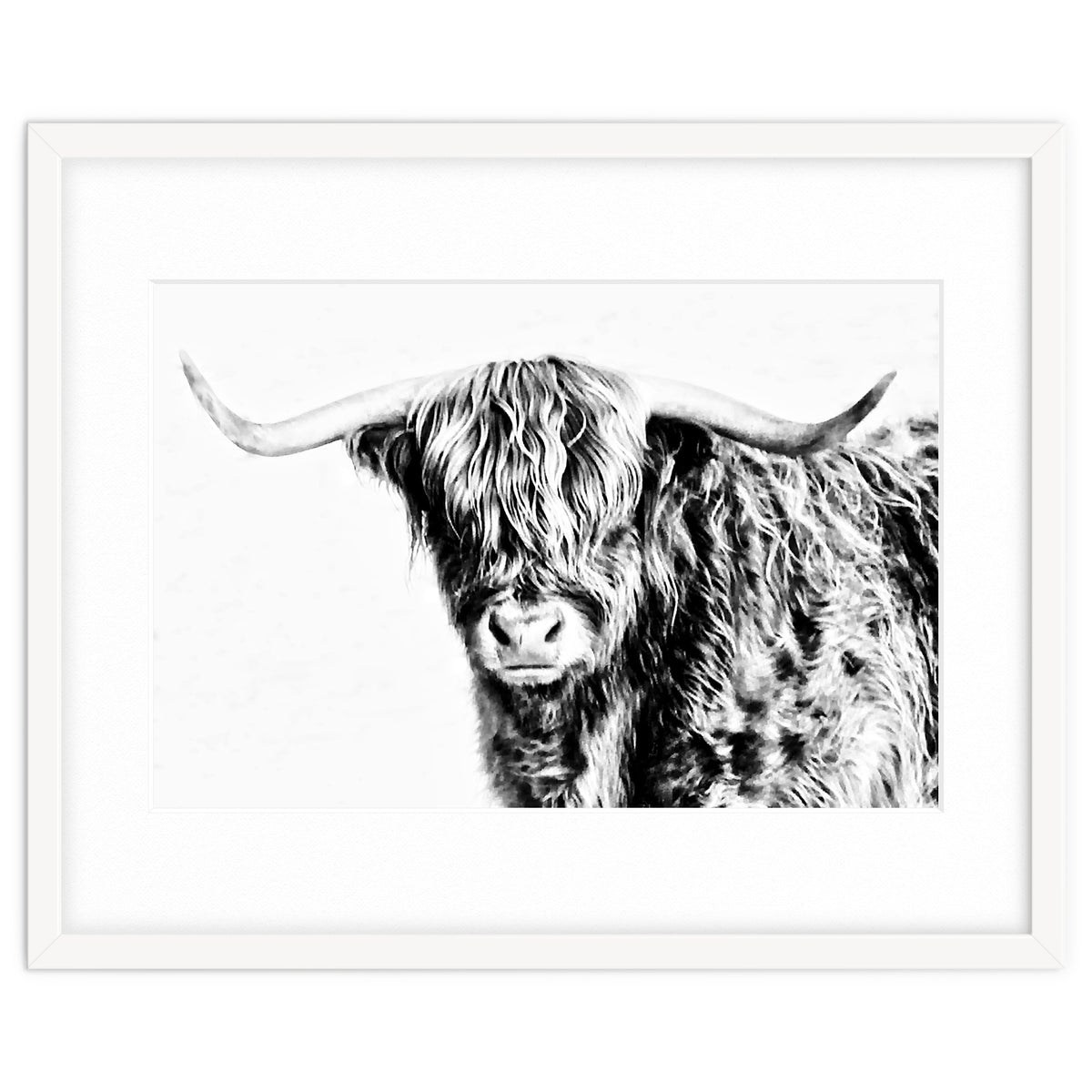 Highland bull