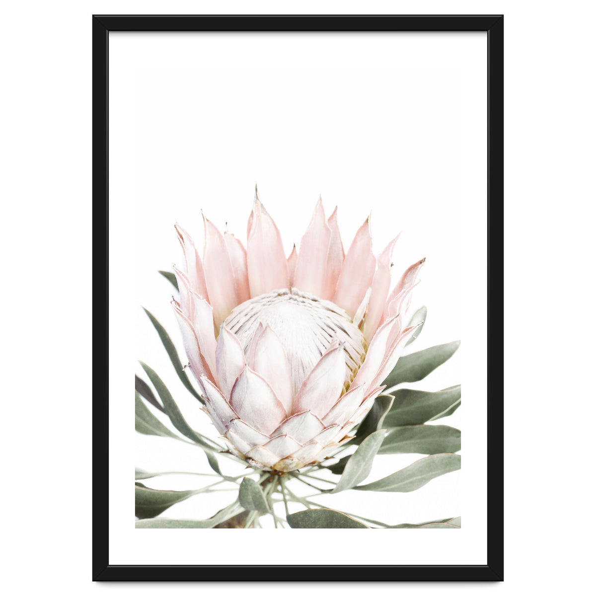 Blush Protea Flower