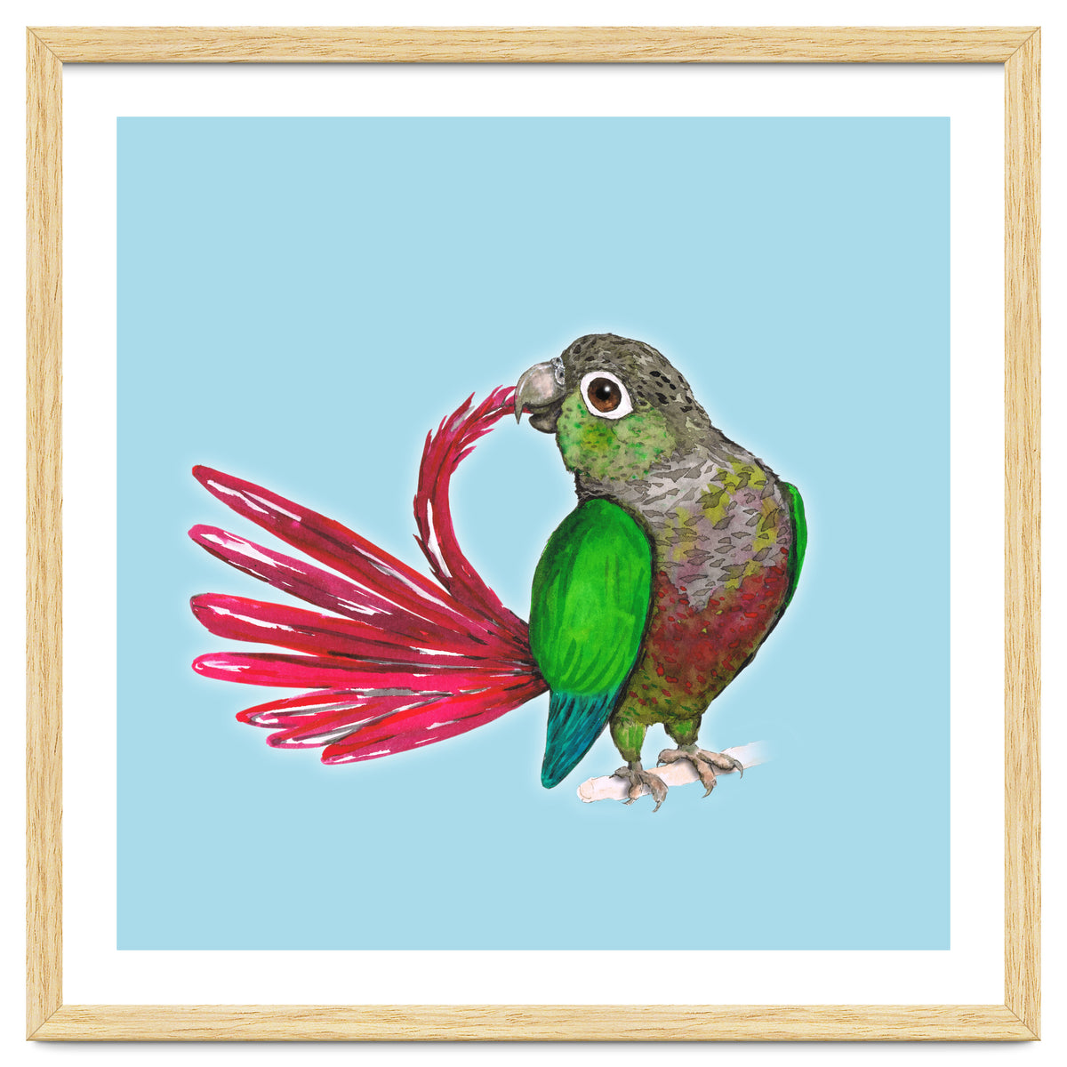 Preening green-cheeked conure