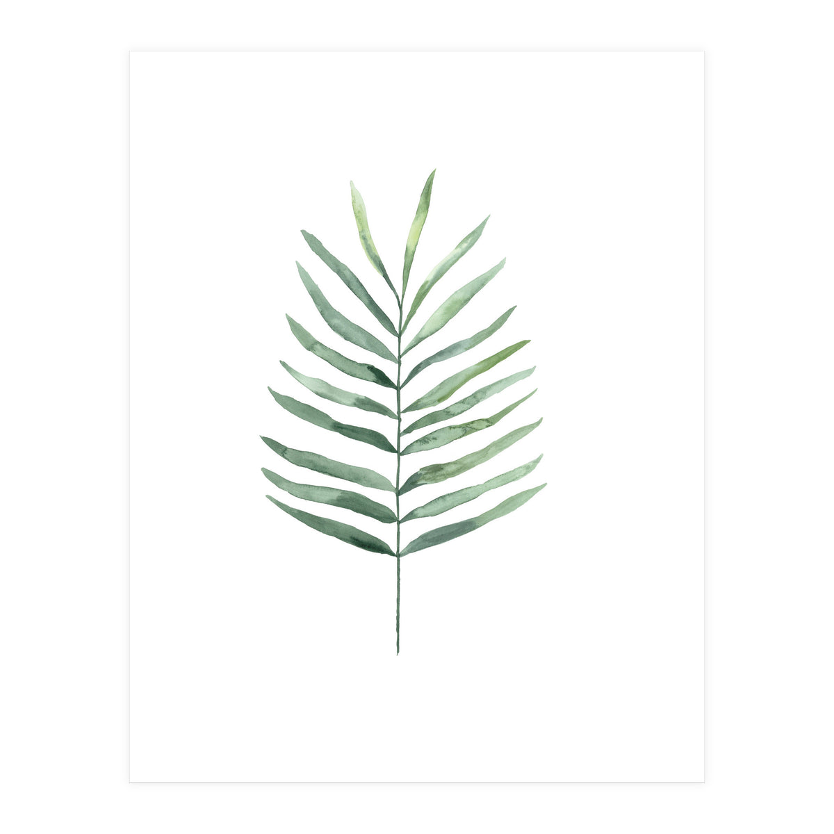 Botanical Illustration Fern (Print Only)