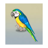 Blue and yellow macaw (Print Only) thumbnail