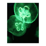 Jellyfish (Print Only) thumbnail