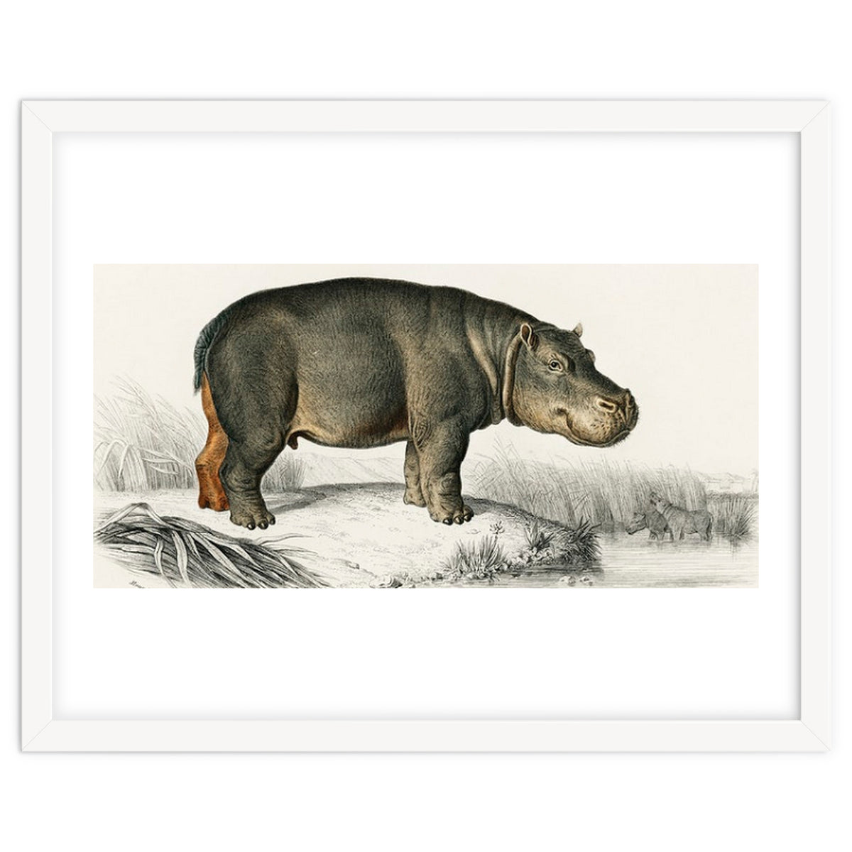 Hippopotamus illustrated