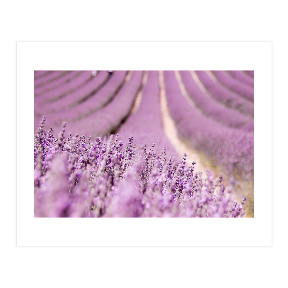 Lavender Happiness (Print Only)