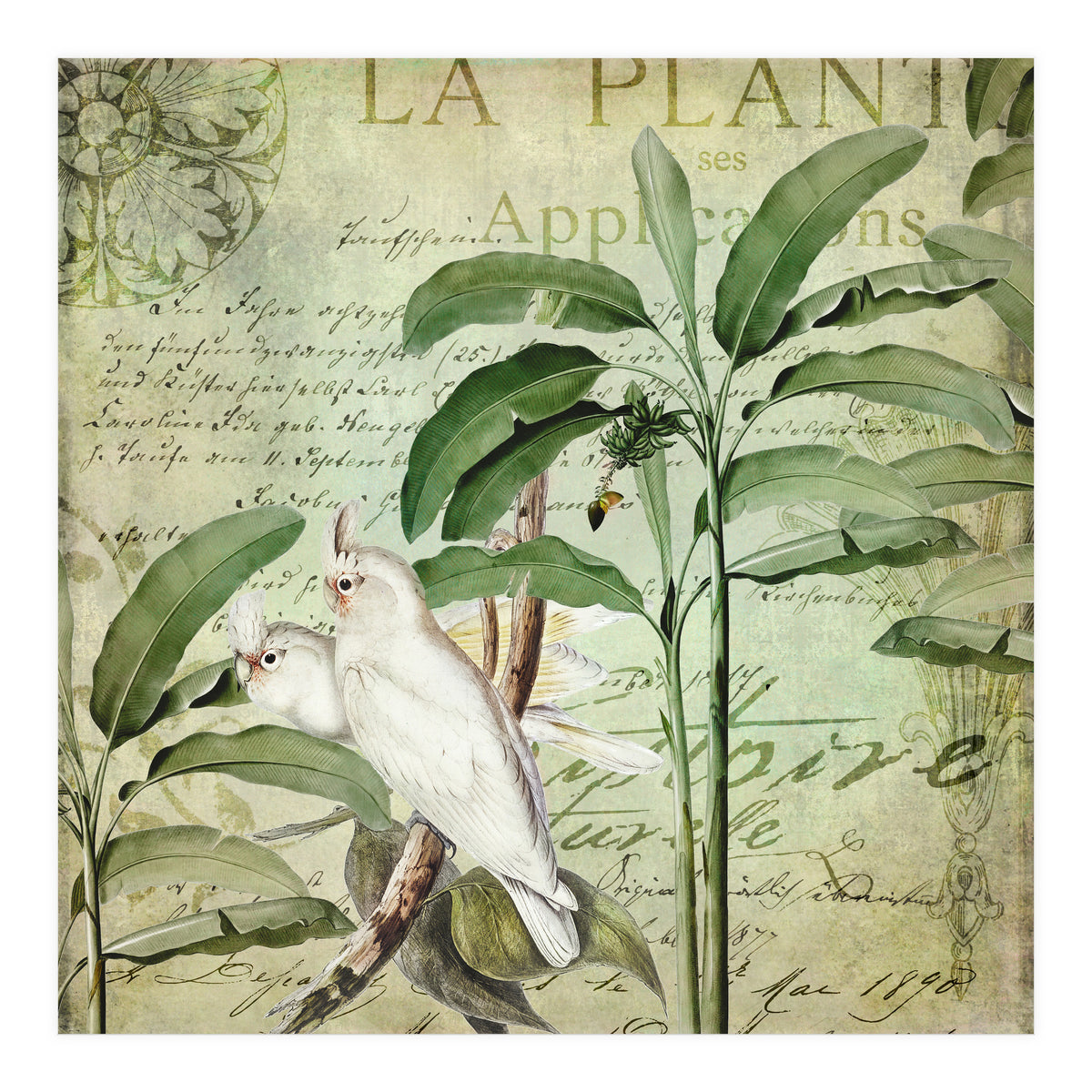 Nostalgic Cockatoo  (Print Only)