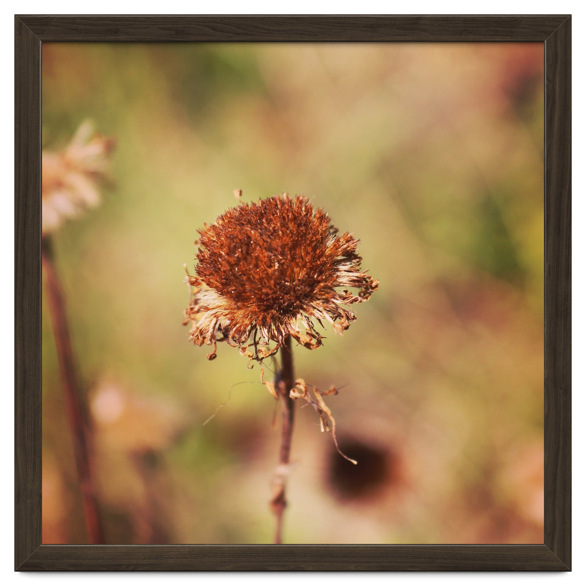 dried daisy