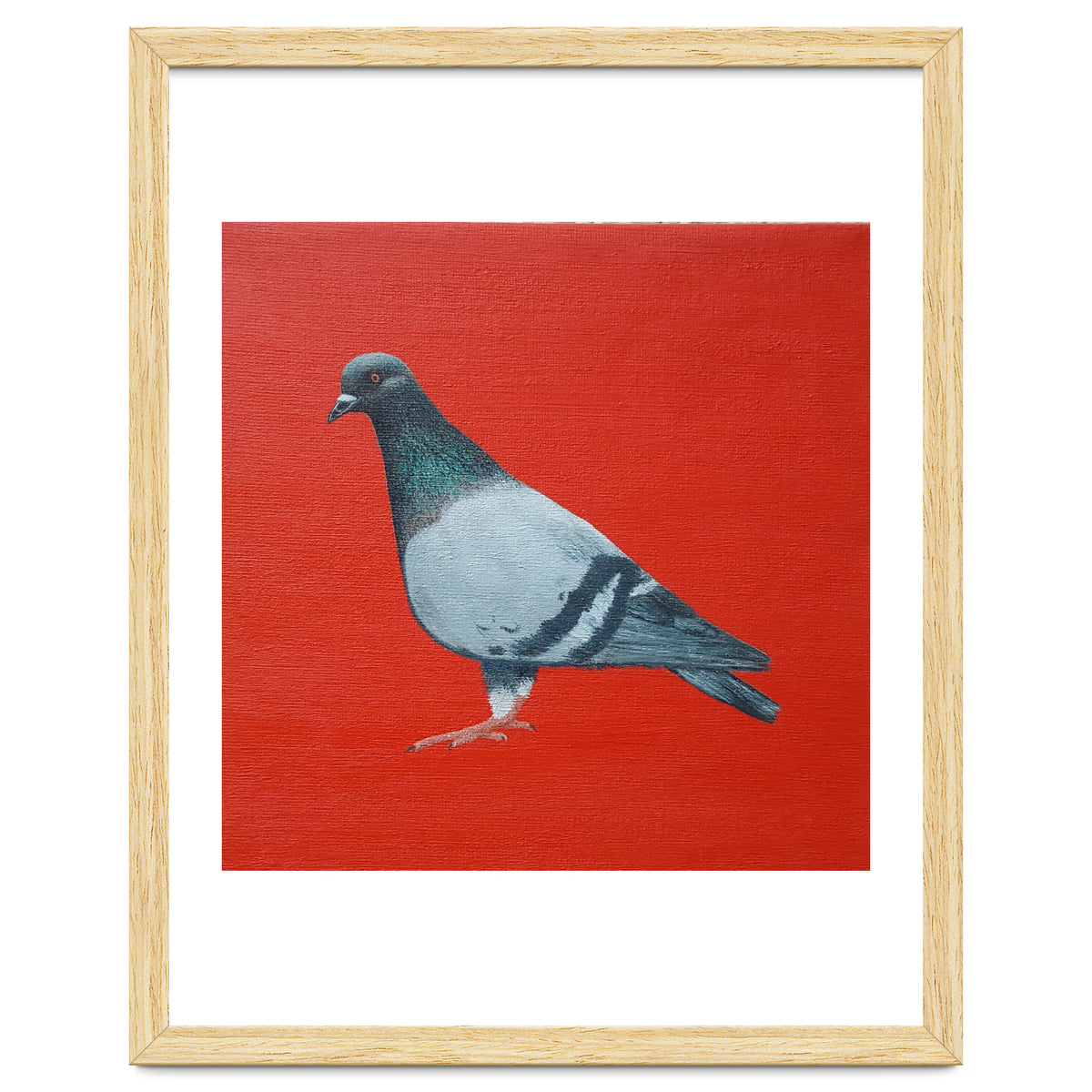 Pigeon