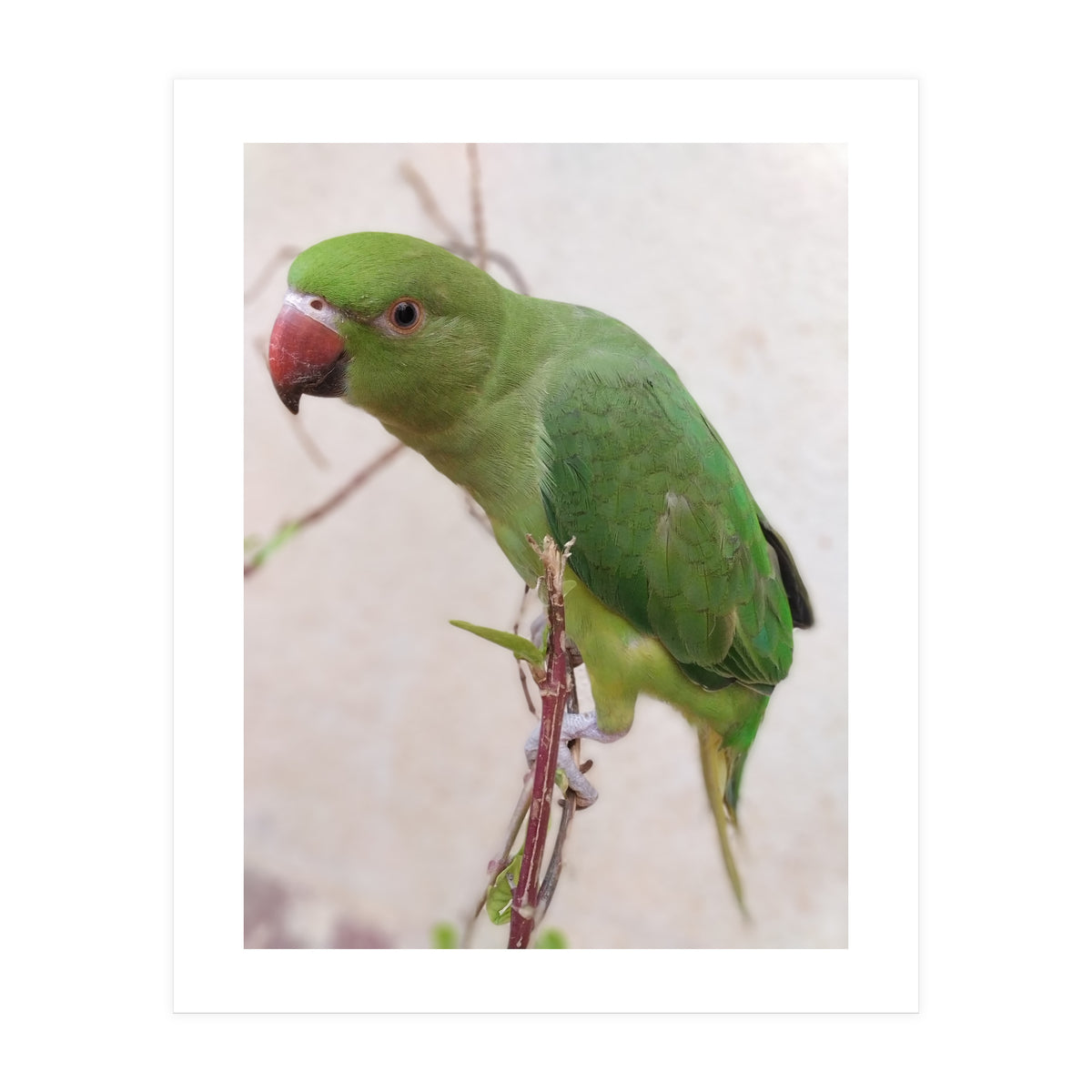 Lovely Indian Cute Parrot (Print Only)