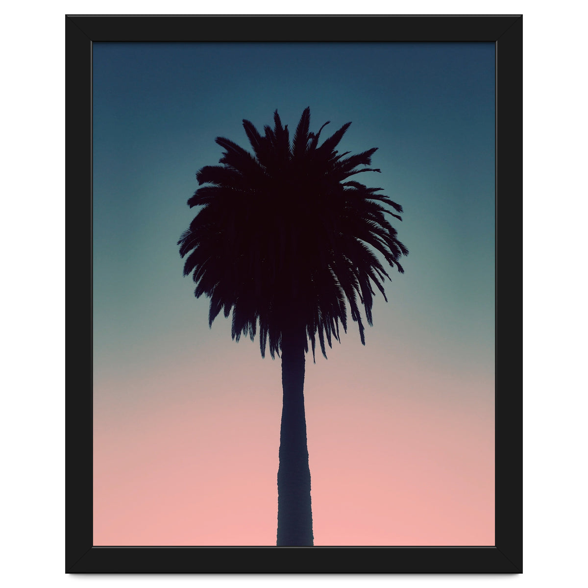 Sundown Palm