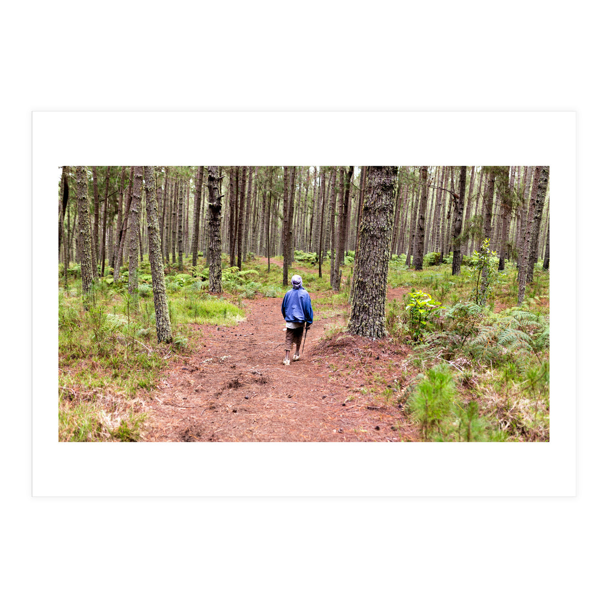 Into the forest (Print Only)