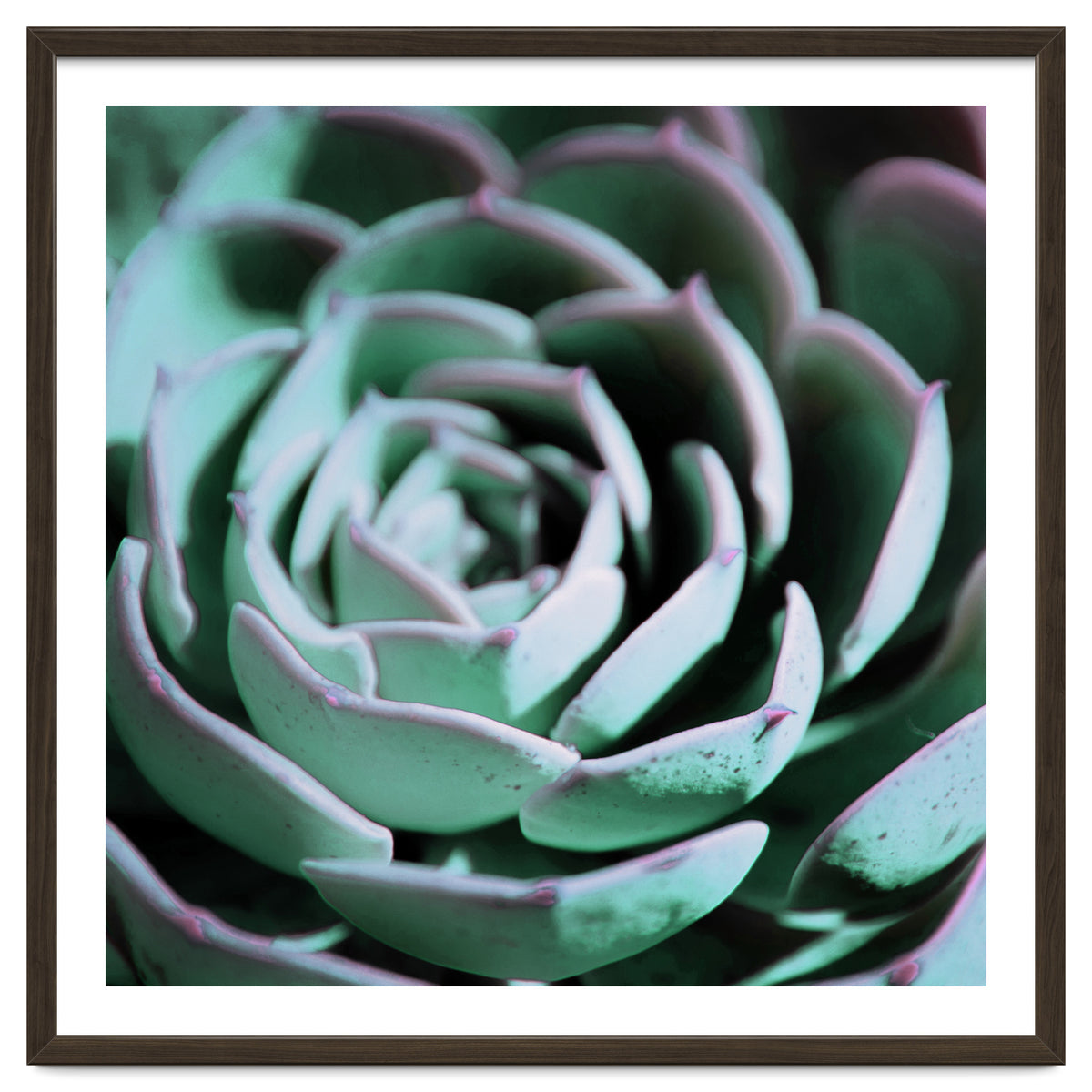 DARKSIDE OF SUCCULENTS III-A