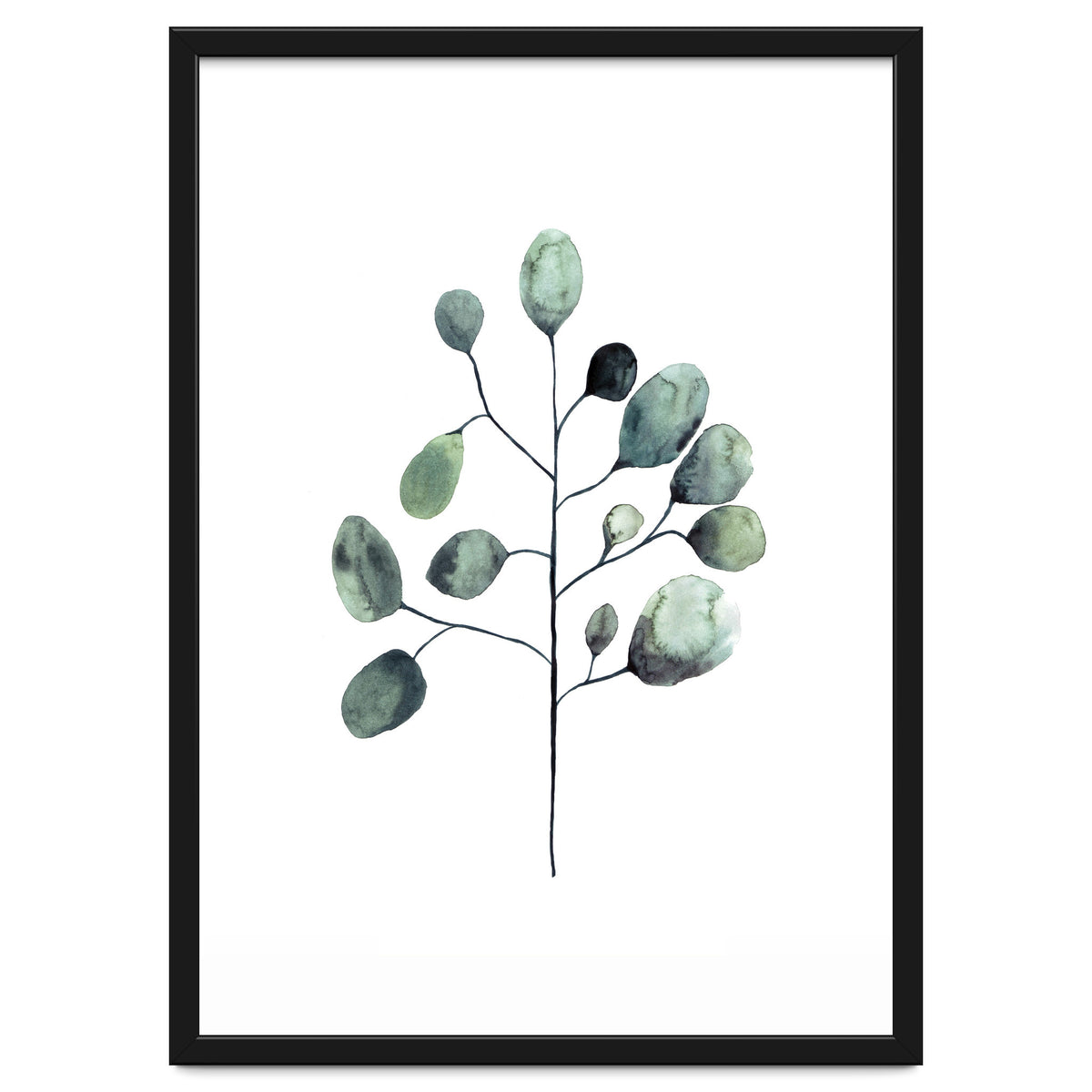 Botanical Illustration Eukalyptus