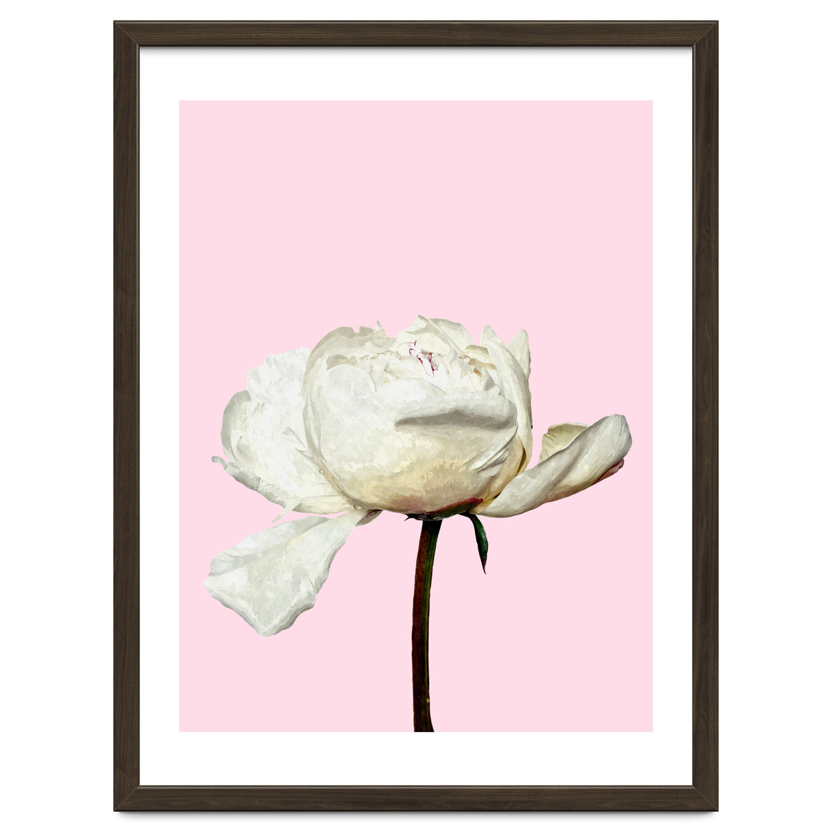 White Peony Pink Background