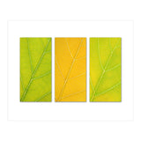 Autumn Leaves (Print Only) thumbnail