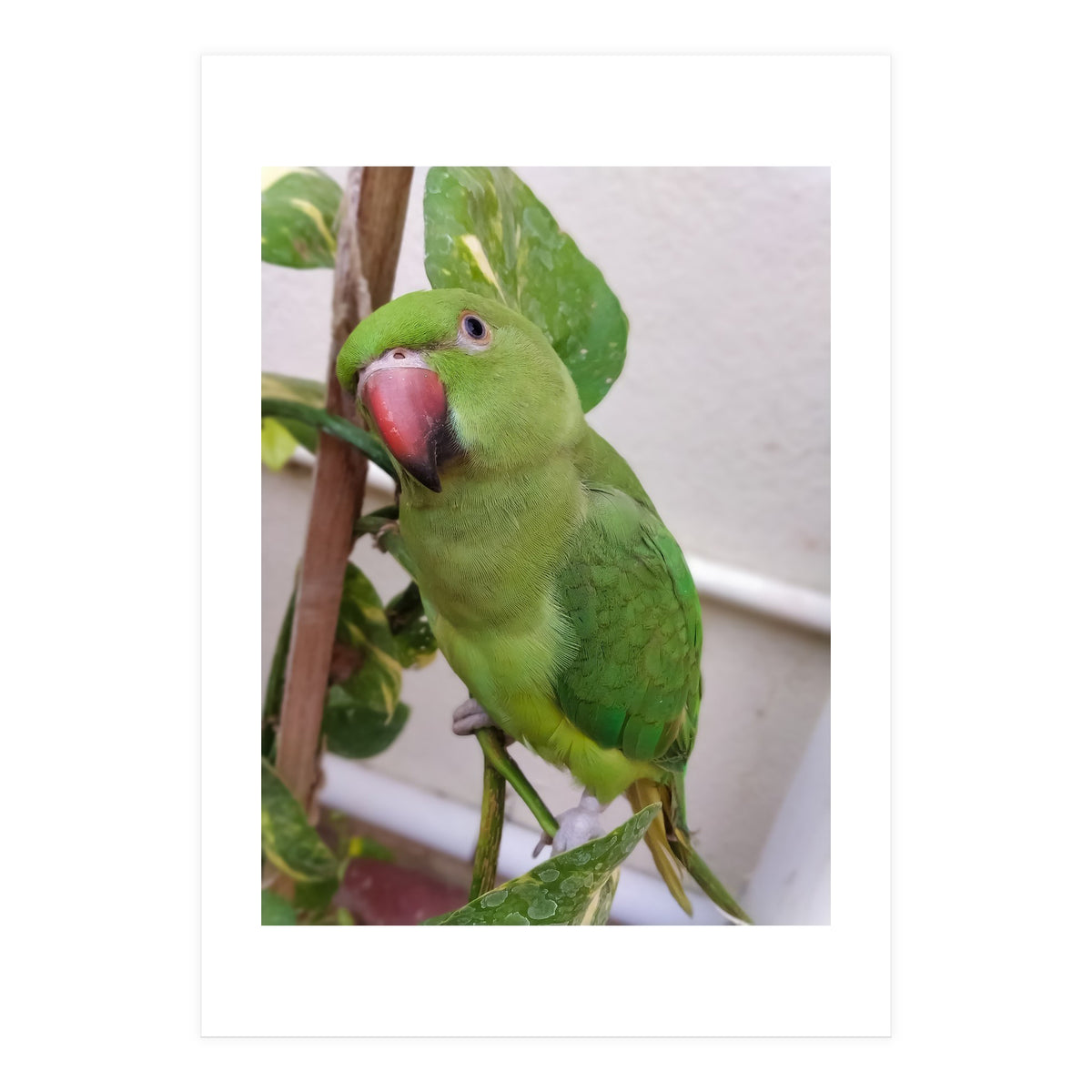 Posing Indian Parrot (Print Only)