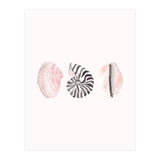 Seashells (Print Only) thumbnail