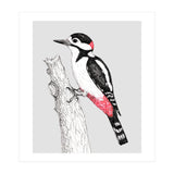 Great spotted woodpecker (Print Only) thumbnail
