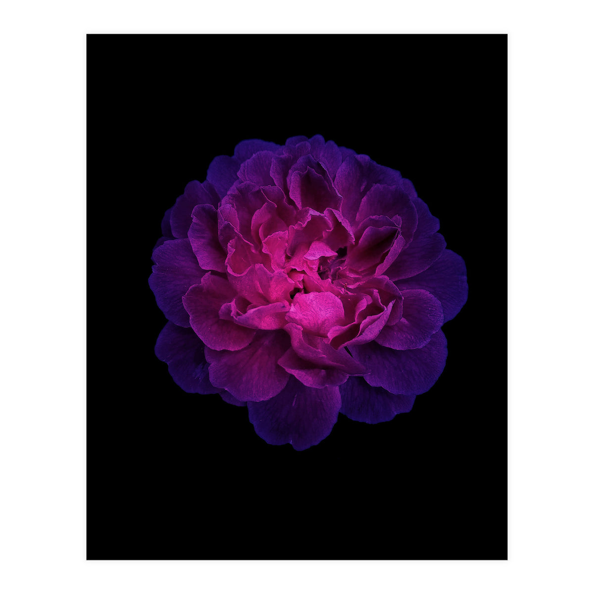 Blooming Nature (Print Only)