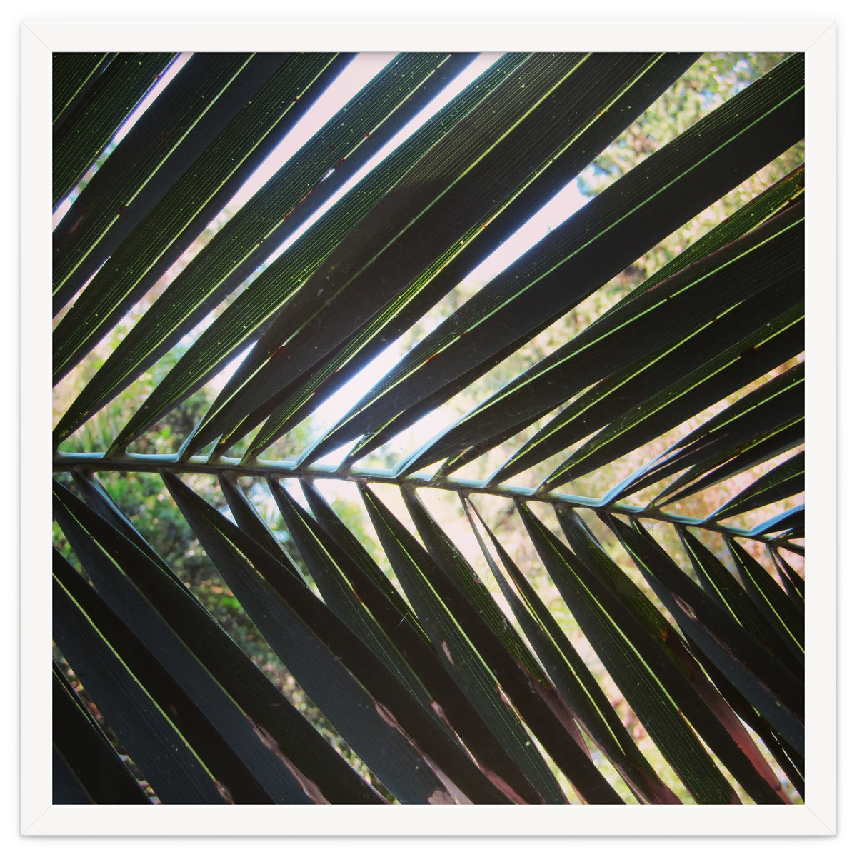 Palm leaf