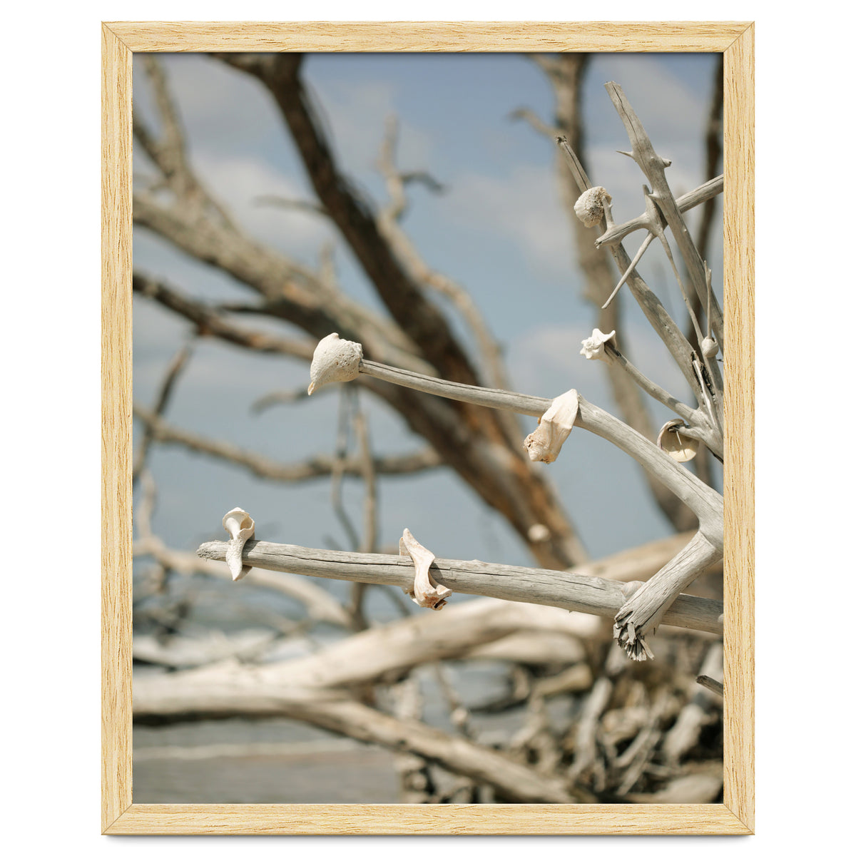 Seashells And Driftwood
