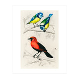 Different types of birds illustrated (Print Only) thumbnail