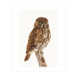 Cc Birds 10 (Print Only) thumbnail