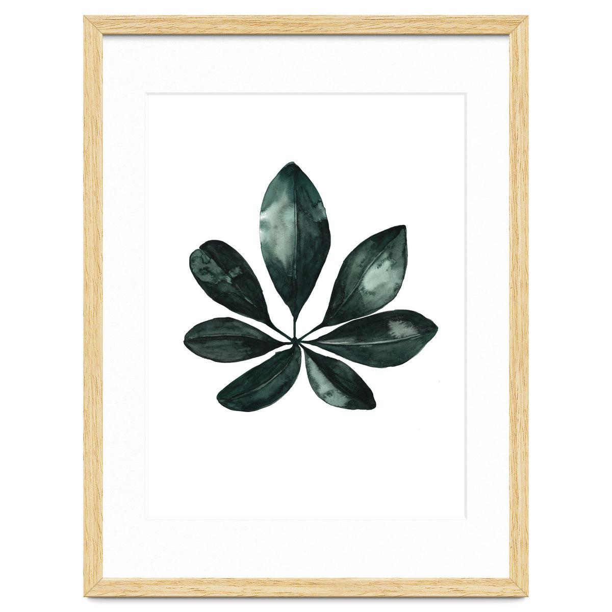 Botanical Illustration Arboricola Schefflera