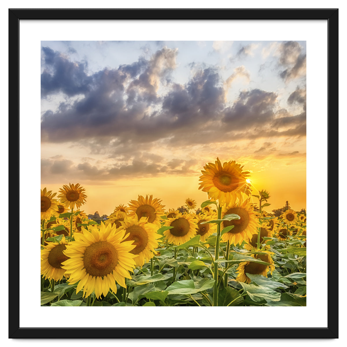 Sunflowers in sunset