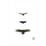 Cathartidae (Print Only) thumbnail
