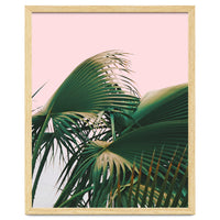 Palm Love