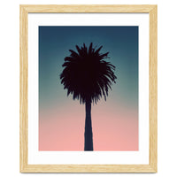 Sundown Palm