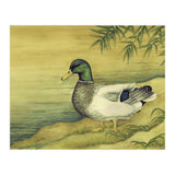 Mallard (Print Only) thumbnail