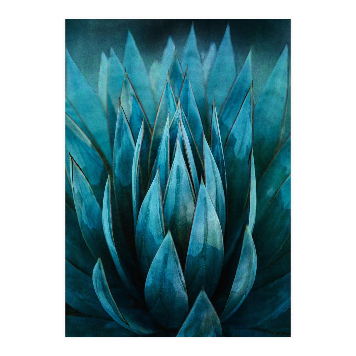 Blue Succulent (Print Only)