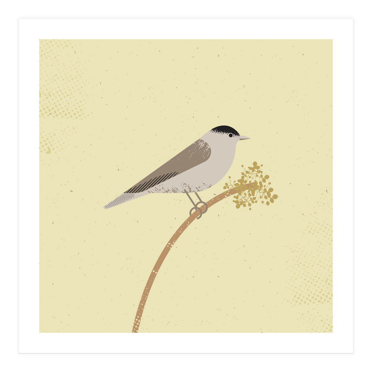 Blackcap  (Print Only)