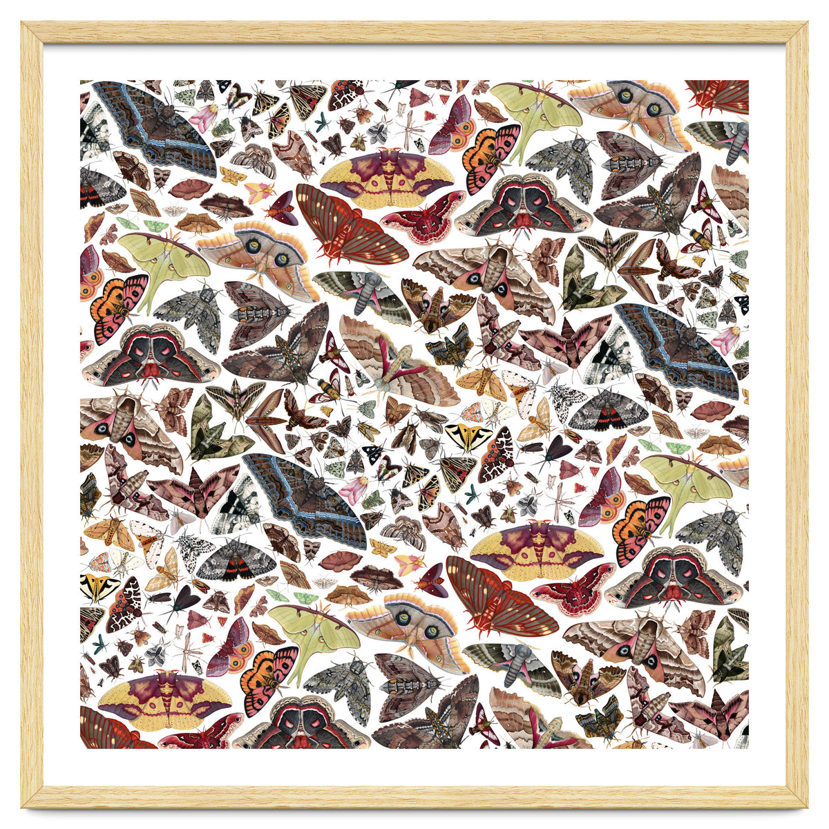 Moths of North America Pattern