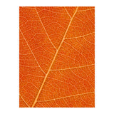 Autumn Leaf (Print Only) thumbnail
